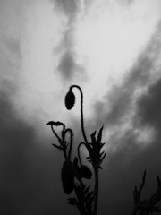 R0020874