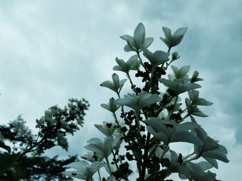 紫陽花7