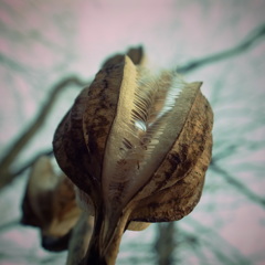 ハイコンだと食虫植物に見える奴（笑）ぼくはきみの名をまだ知らない・・・