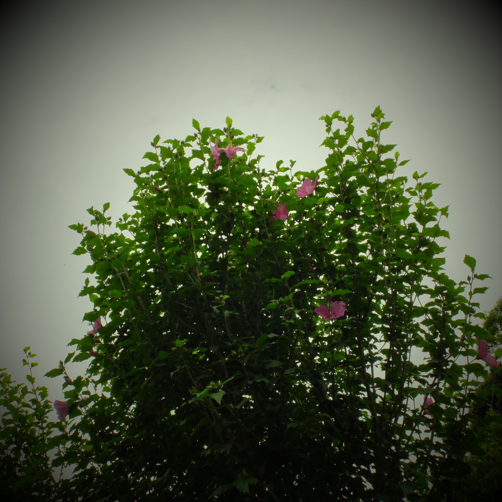 DSCF0055