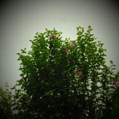 DSCF0055
