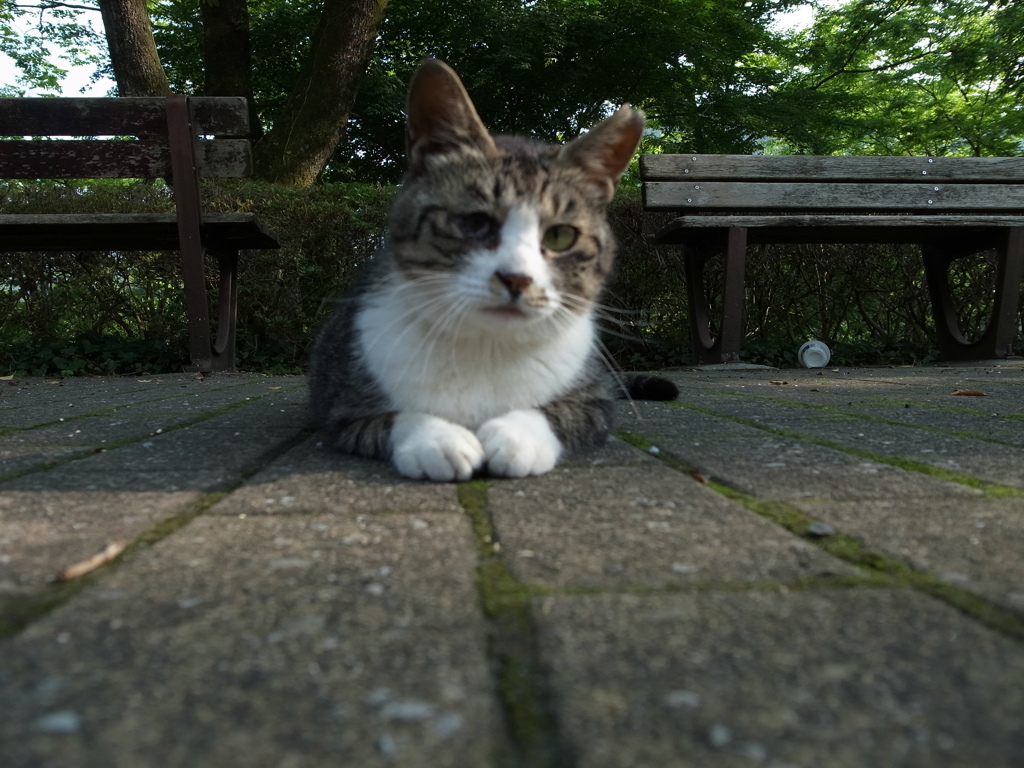 今日のセンパイ