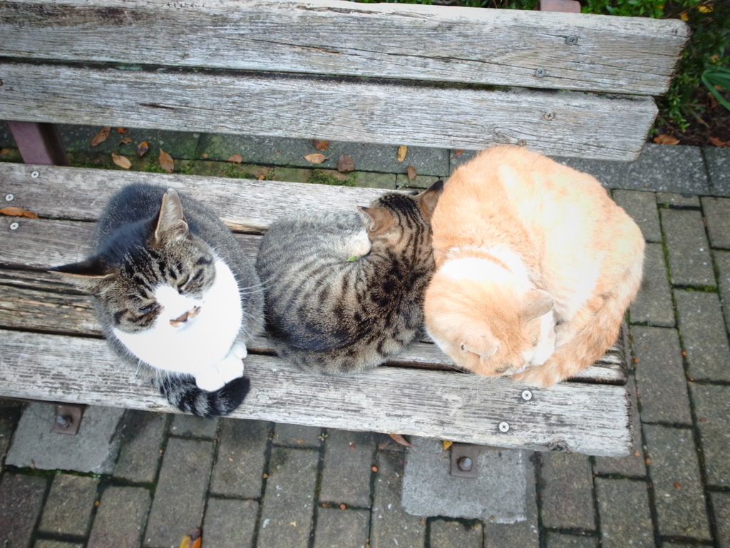ネコすわりの隣、ネコはベンチで丸くなる♪