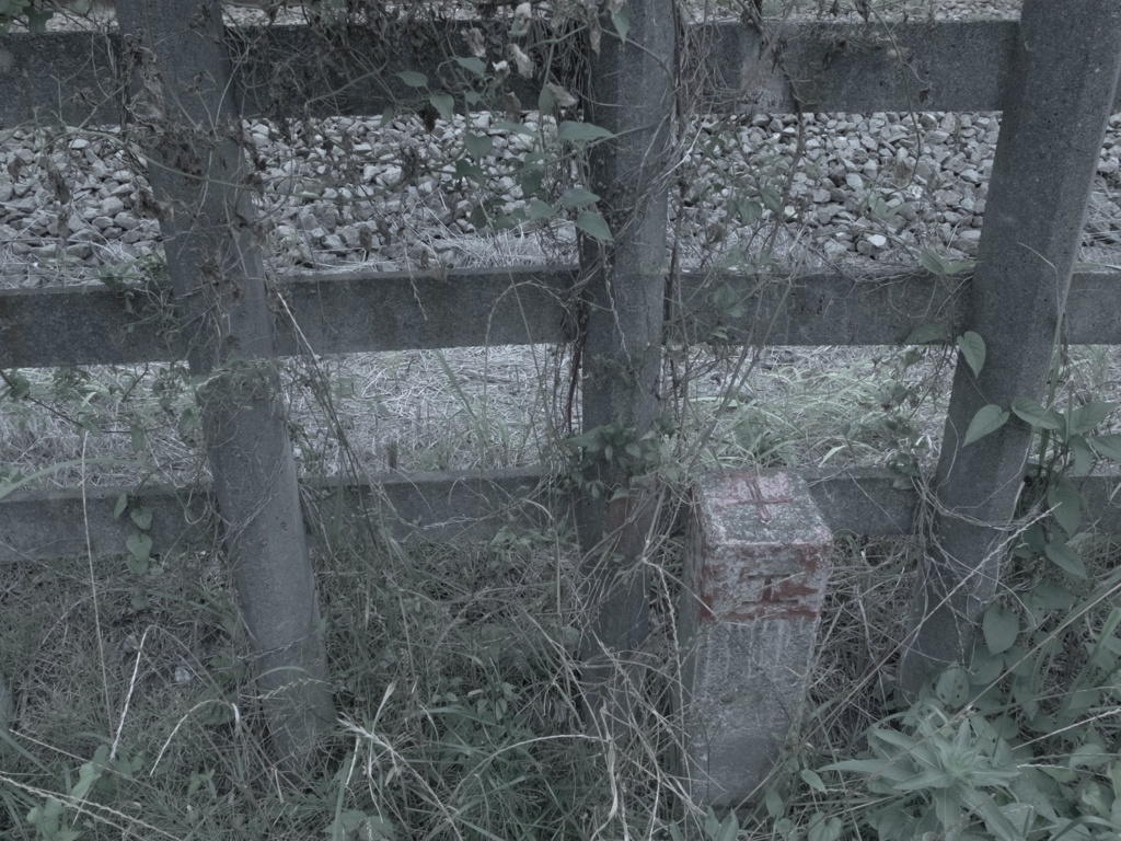 ７月３日の散歩8