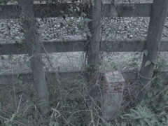 ７月３日の散歩8