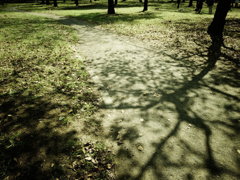 秋の公園の影模様