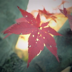 朝