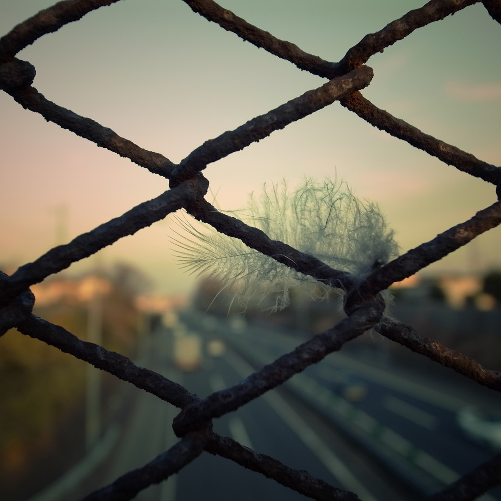 フェンス×羽毛×フリーウェイ