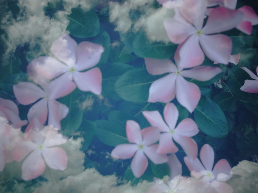 花と空