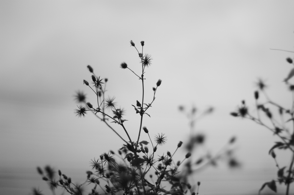 IMGP6081