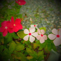 DSCF0223