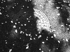 アスファルトと鉄蓋とイチョウの葉