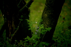 IMGP5306