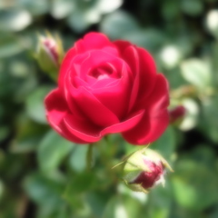 DSCF0129