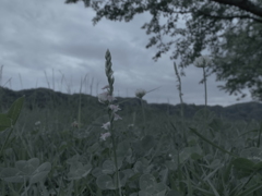 ７月３日の散歩20