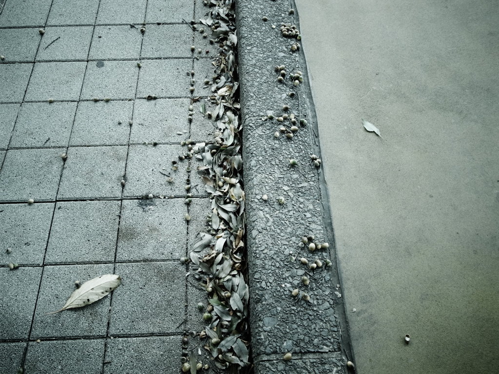 秋