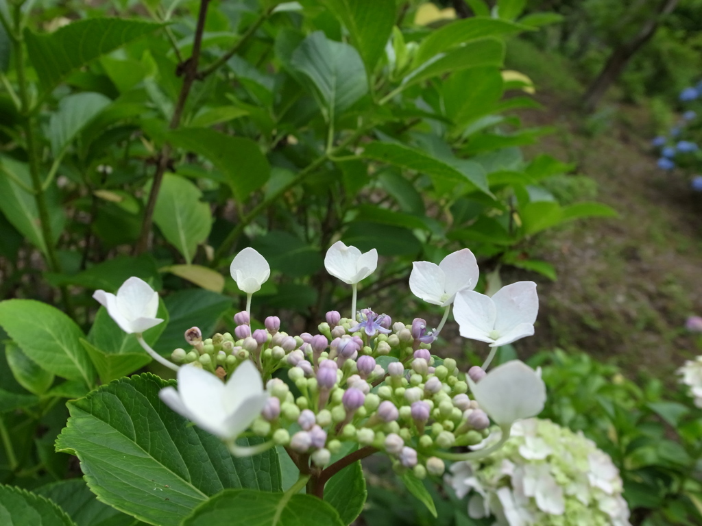 アジサイ2