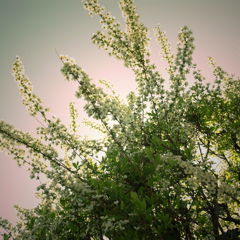 R0020229