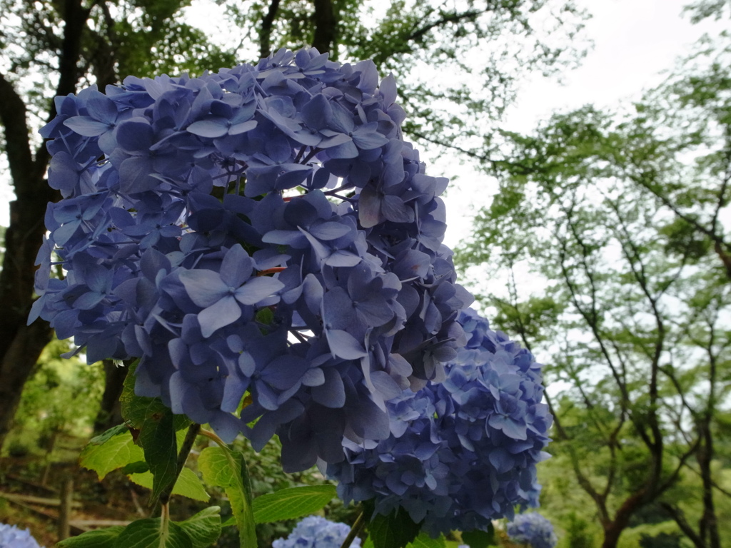 紫陽花5