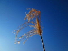 寒風