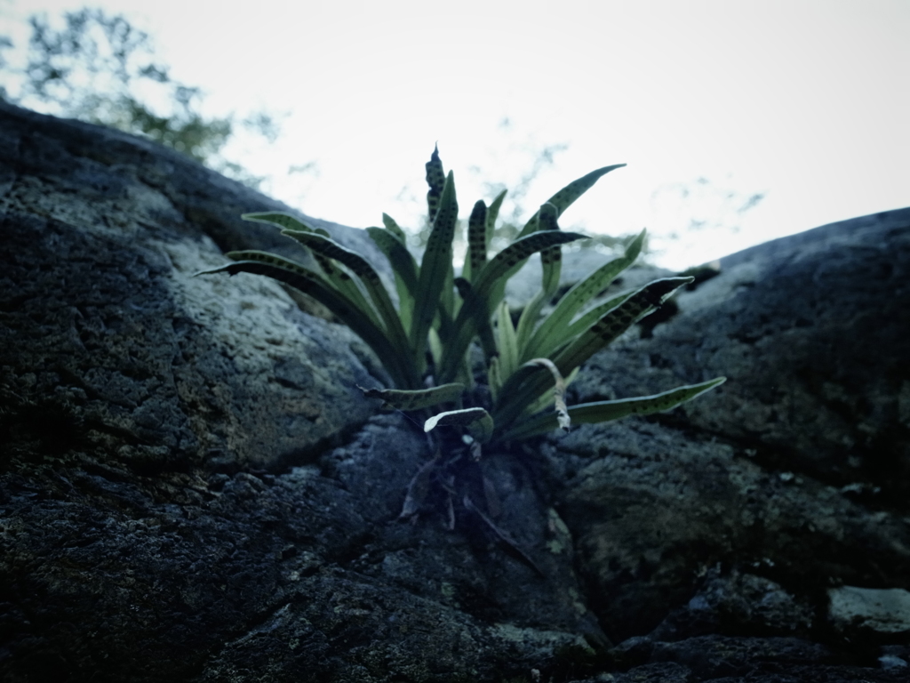 生きる