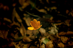 IMGP5152