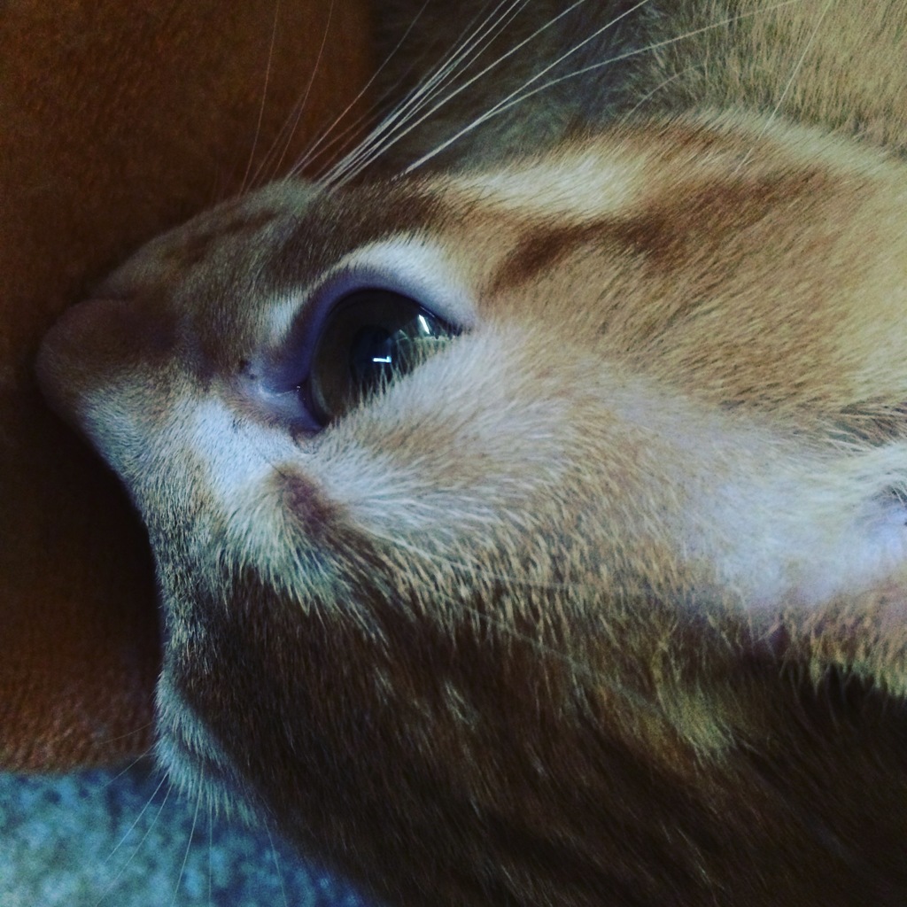 むぎ