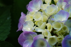 紫陽花