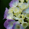 紫陽花