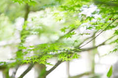 この橋通っておいで