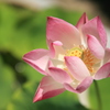 花！