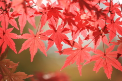 koyo