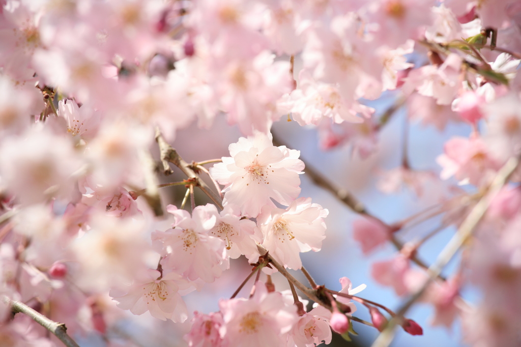 ｓａｋｕｒａ　ｆａｃｅ