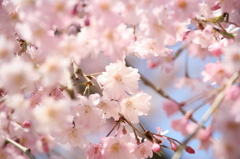 ｓａｋｕｒａ　ｆａｃｅ