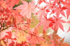 Autumn leaves