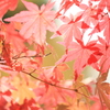 Autumn leaves
