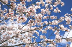 春空