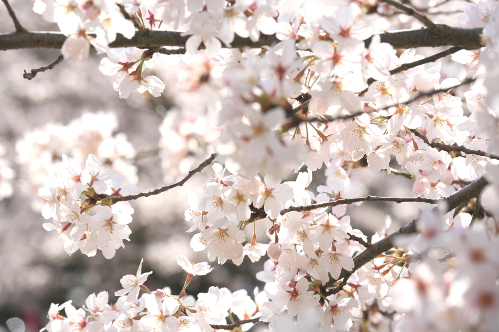 桜色