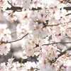 桜色