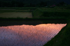 田んぼに映った夕焼け
