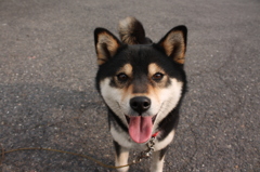 近所の犬のコメちゃん