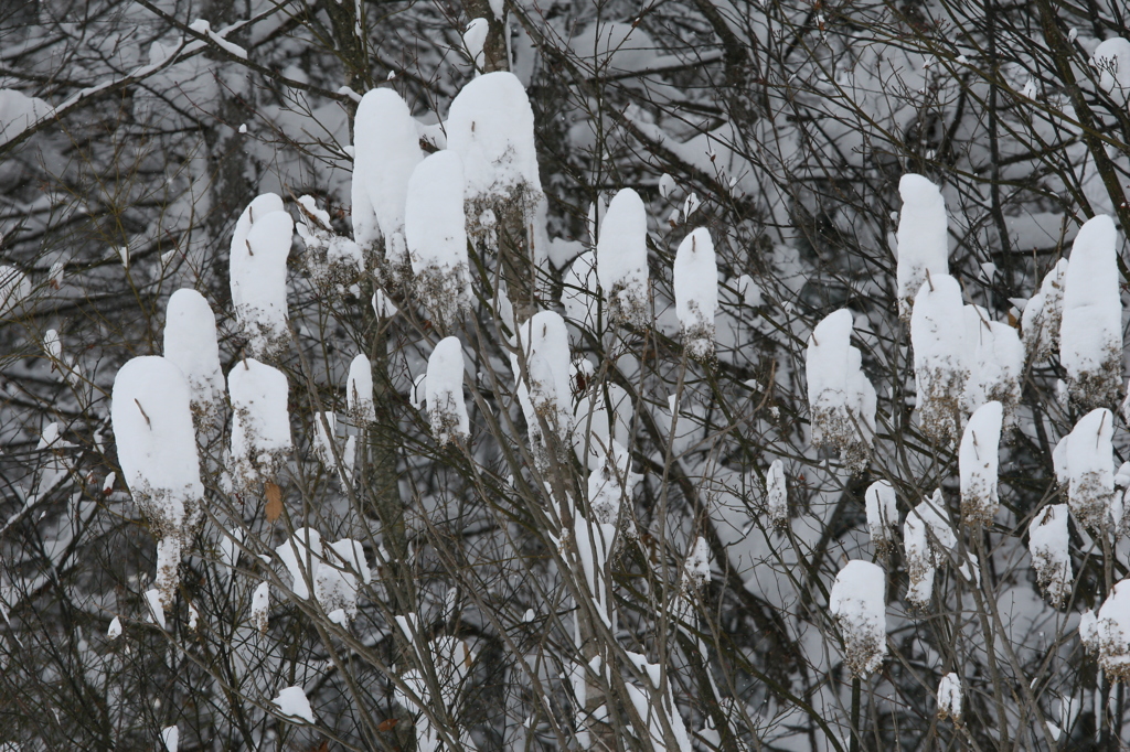 天然の雪だるまみたいな