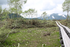 尾瀬の水芭蕉