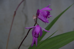 道端に咲いた花