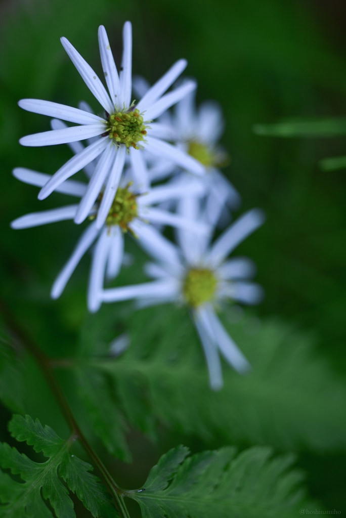 華