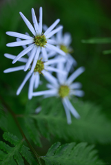 華