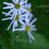 華