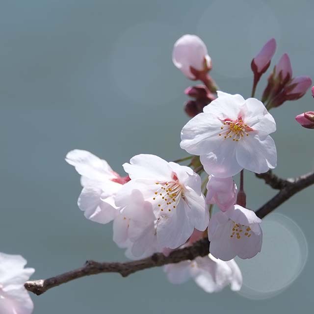 桜さくら