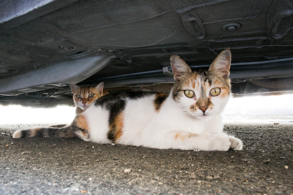 車の下で暑さをしのぐマルタの猫