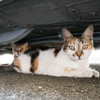 車の下で暑さをしのぐマルタの猫